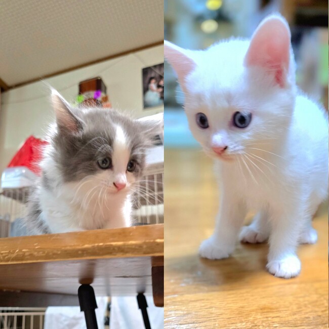 秋元猫部のカバー写真