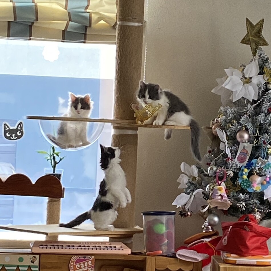 子猫ちゃん4匹のカバー写真