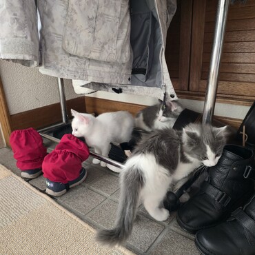 玄関で遊ぶ３匹(横にもう１匹もいる)