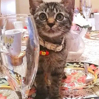 【急募★仔猫】大きな瞳のトラコちゃん★生後２カ月半