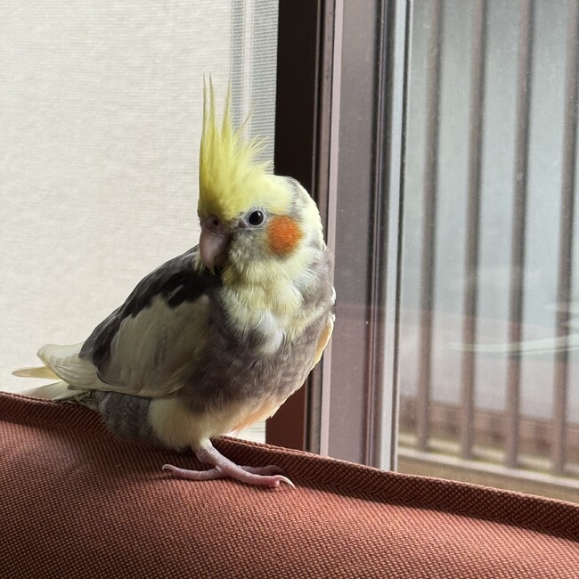 Japahaku のカバー写真