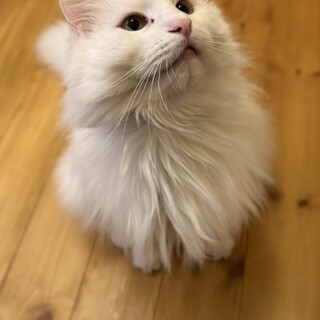 ノルウェージャンの男の子です