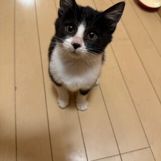 白血病陽性／甘えん坊のハチワレ子猫ちゃん