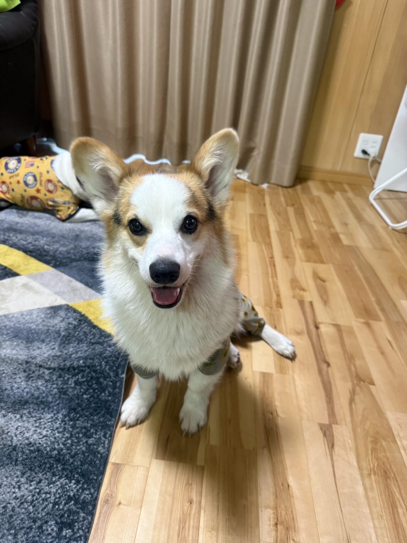 新しい家族を募集していま」熊本県 - 犬の里親募集(532671