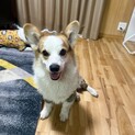 新しい家族を募集しています????????