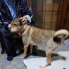 急募！飼い主が老齢の為託せる里親を急募します サムネイル2