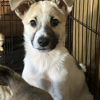 一旦募集停止します