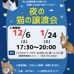 夜の猫の譲渡会