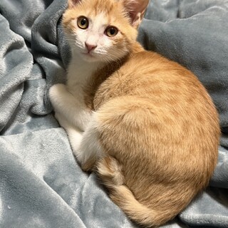 捨てられたか？親に見放されたか？1匹で保護