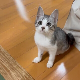 タイヤハウス外して助けました。家族にしてください