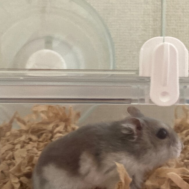 ハムいちごのカバー写真