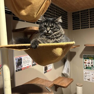 モフモフかわいいブンタン君♪