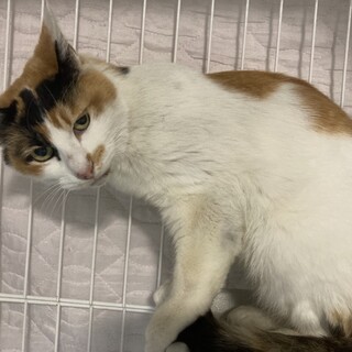 譲渡会参加のため募集終了