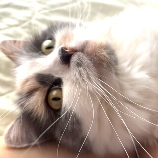 人懐っこく毛がフワフワな立ち耳スコの女の子8歳