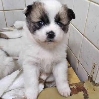 ※優先期間内にお迎え下さい　12月19日迄