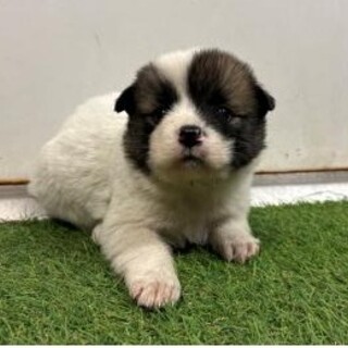 ※優先期間内にお迎え下さい　12月19日迄