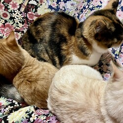 「こたつ」サムネイル1