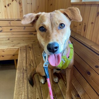 ムードメーカー元気いっぱいのほっけ♪