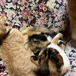 「こたつ」サムネイル2