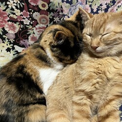 「こたつ」サムネイル3