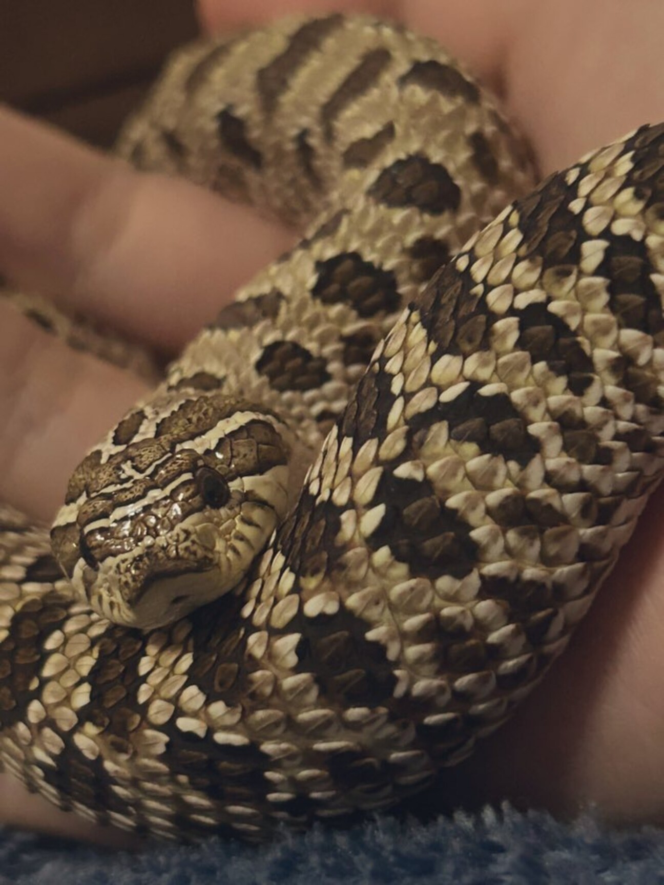 セイブシシバナヘビ4才 4歳のセイブシシバナヘビ」大阪府 - 爬虫類・他の里親募集(532680