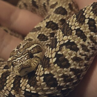 4歳のセイブシシバナヘビの里親さんを募集しています