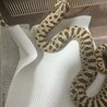 4歳のセイブシシバナヘビの里親さんを募集しています サムネイル2