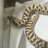 4歳のセイブシシバナヘビの里親さんを募集しています サムネイル3