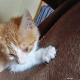 パステルミケ ♀　茶白♂2ヶ月半姉弟甘えん坊