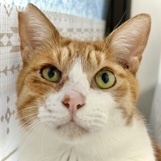 大柄なのにちょっぴりビビりんで心優しいチャーハン君