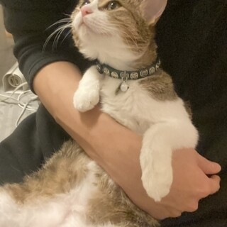 甘えん坊キジトラちゃん