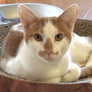 ちょっと気弱なおっとりさん　バロン君