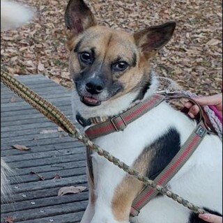 三毛柄が可愛いのプリンちゃん