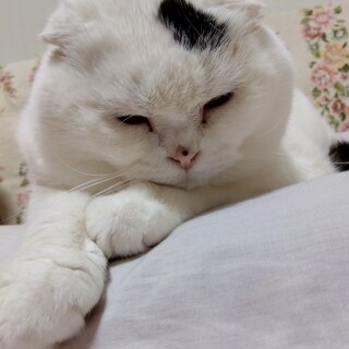 お母ちゃん（飼い主）　おらんくなったの　助けて〜