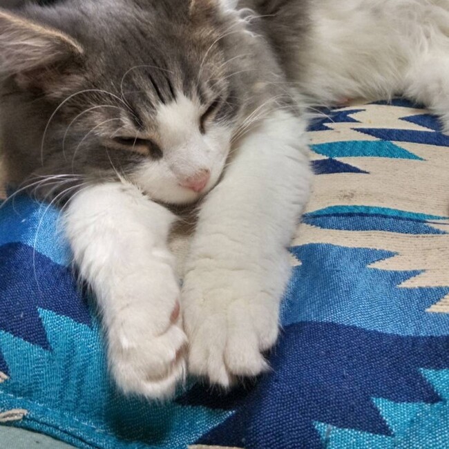 ささみねこのカバー写真