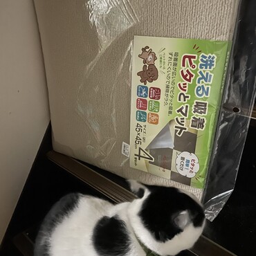 階段に放ってあったミニ絨毯？父ちゃん曰く、猫部屋の寝床の天井に貼るんだと。スタイロ断熱＋クッション壁紙＋絨毯！ぬっくぬくや！