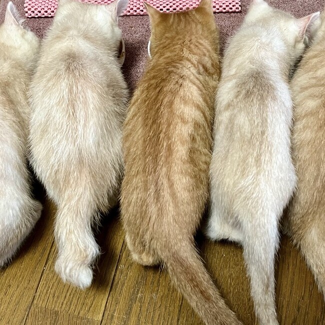 ゴマポンずのカバー写真