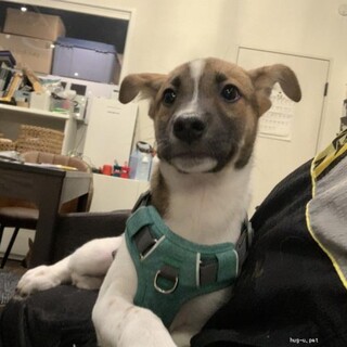 中型雑種パピーの男の子♡詩音くん