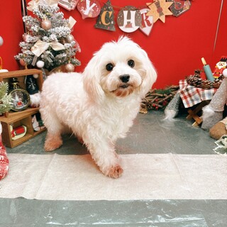 マルチーズの女の子♡