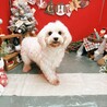 マルチーズの女の子♡ サムネイル2
