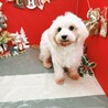 マルチーズの女の子♡ サムネイル3