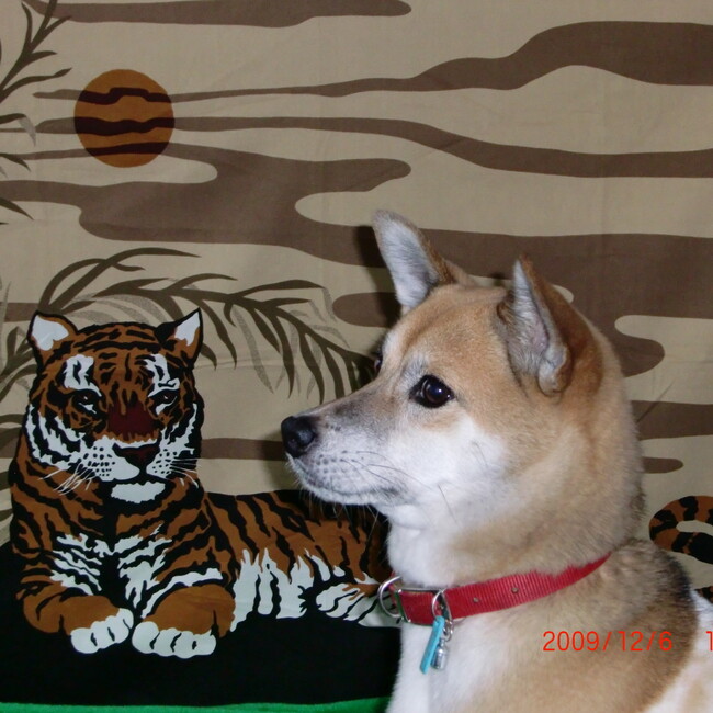 チームそらちゃんのカバー写真