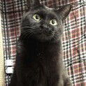 スリムな黒猫・黒海ちゃん