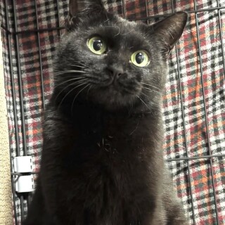 スリムな黒猫・黒海ちゃん