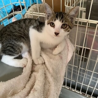 人懐こいおっとりきじ白　ぎんなんちゃん