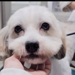 甘えん坊！シーズーMIX