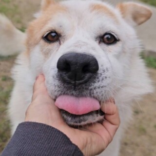 人も犬も大好きな甘えん坊！