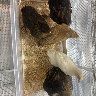 鶏の中雛6羽の里親募集！