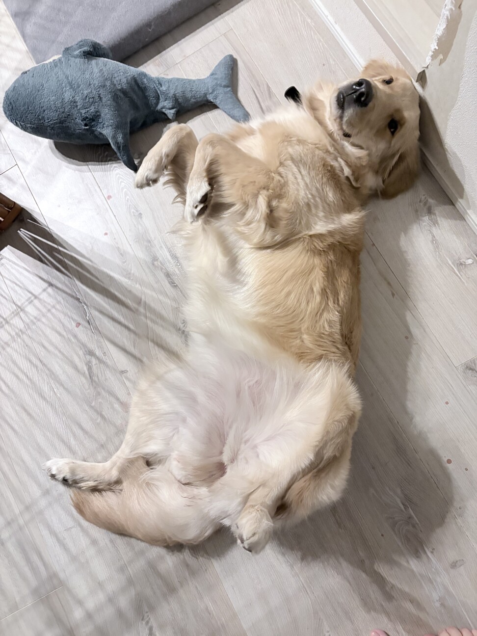 1才のゴールデンレトリバ」埼玉県 - 犬の里親募集(524652) 3枚目の