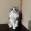 応募が重なっている為一旦中止しております